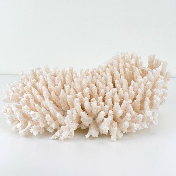 Natural White Coral Reef Cluster Ocean Salt Water Mineral Specimen - Picture 6 of 12
